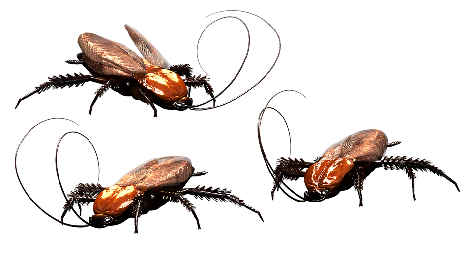 Roach PNG Download Image