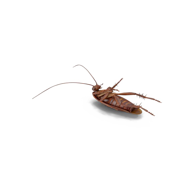 Roach PNG Gratis Download