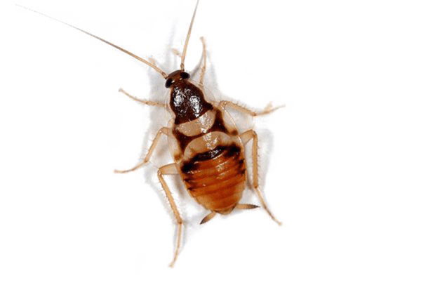 Roach PNG High-Quality Image