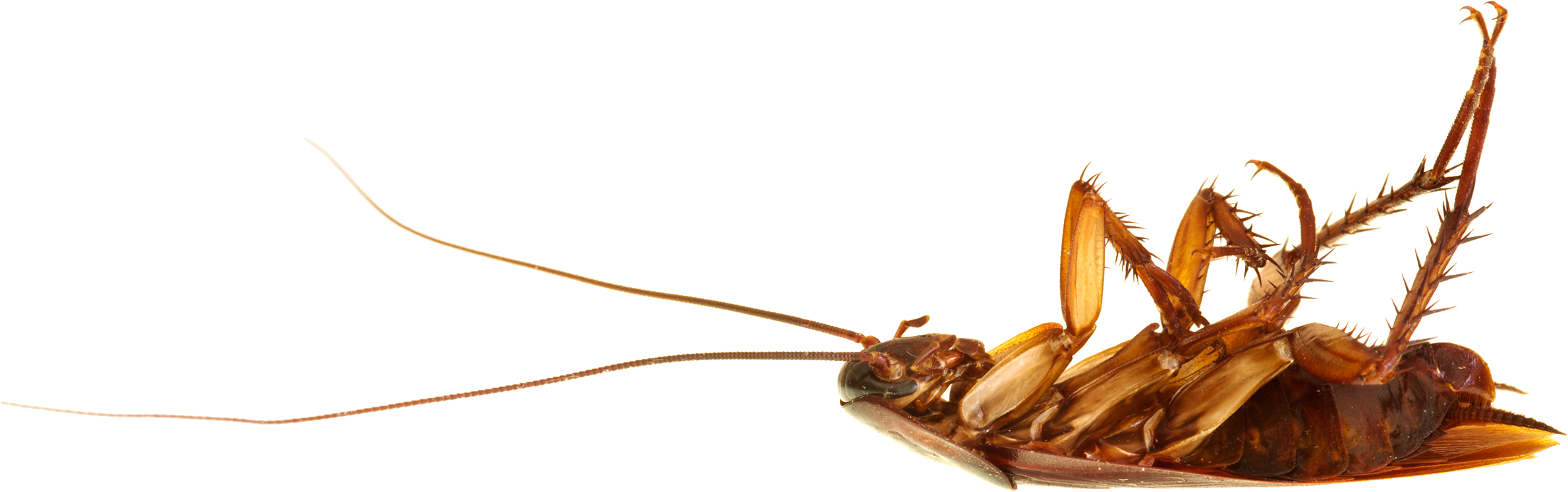 Roach PNG Image with Transparent Background