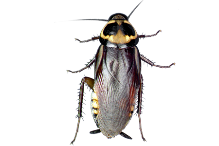 Roach PNG-foto