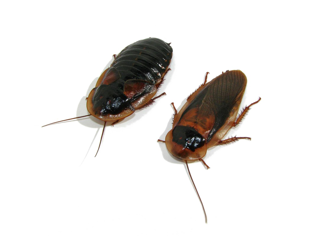 Roach PNG Transparent Image