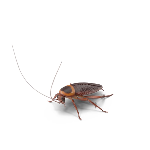 Roach Transparant Image