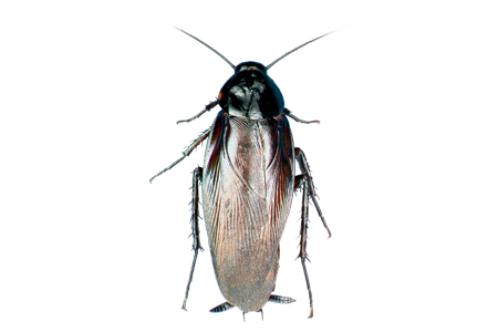 Roach Transparent