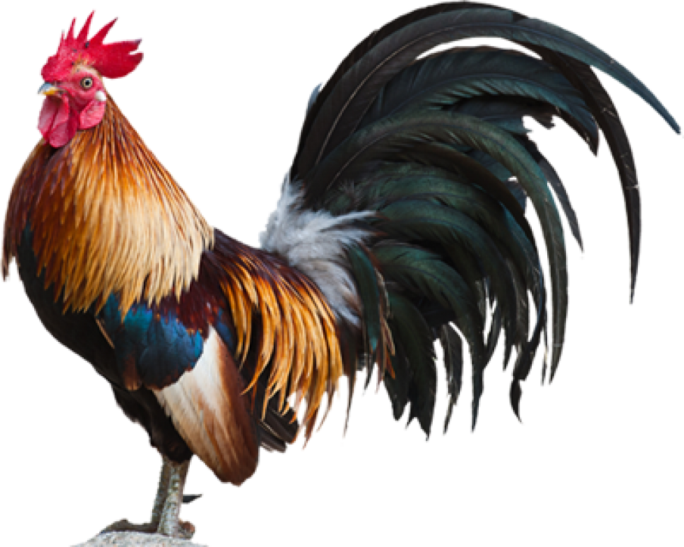 Rooster PNG Transparent Images, Pictures, Photos | PNG Arts