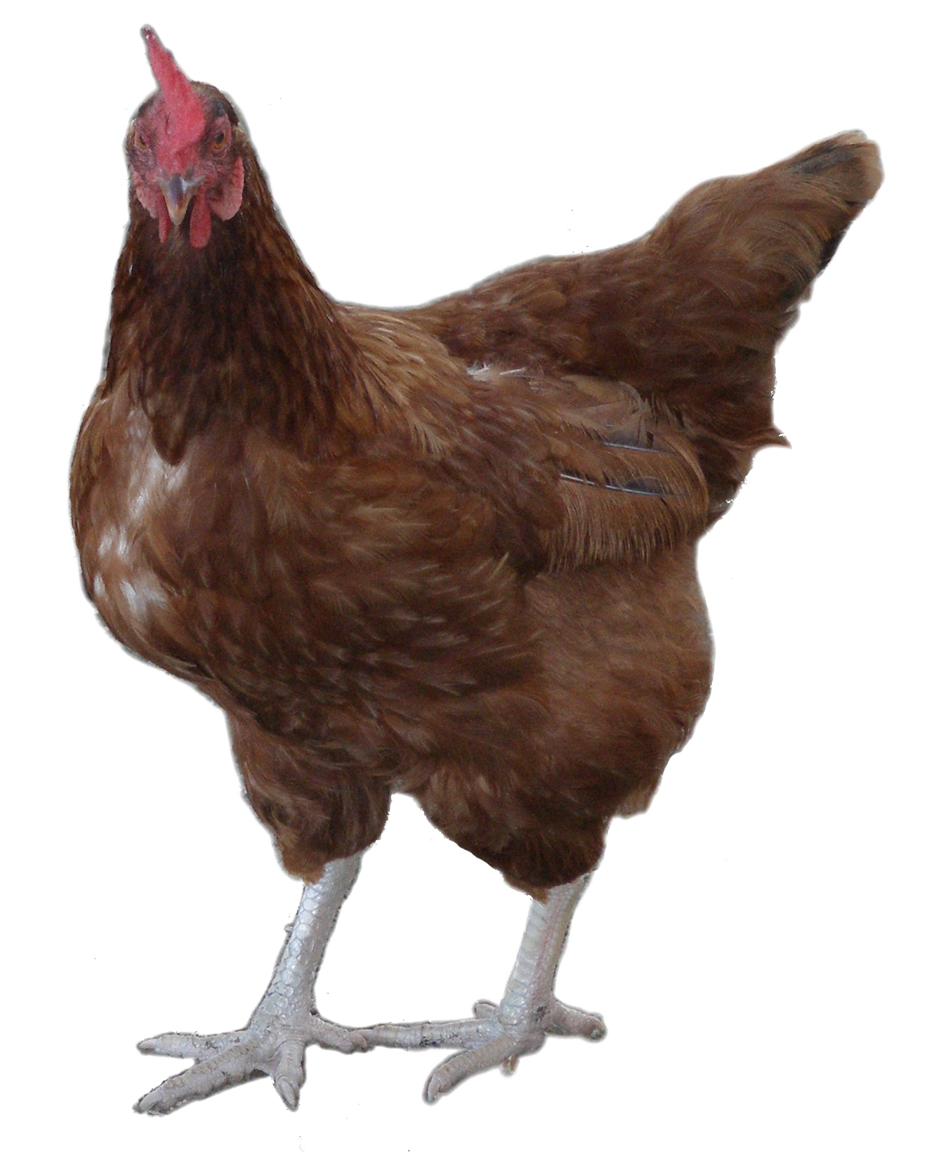 Rooster PNG Image Background