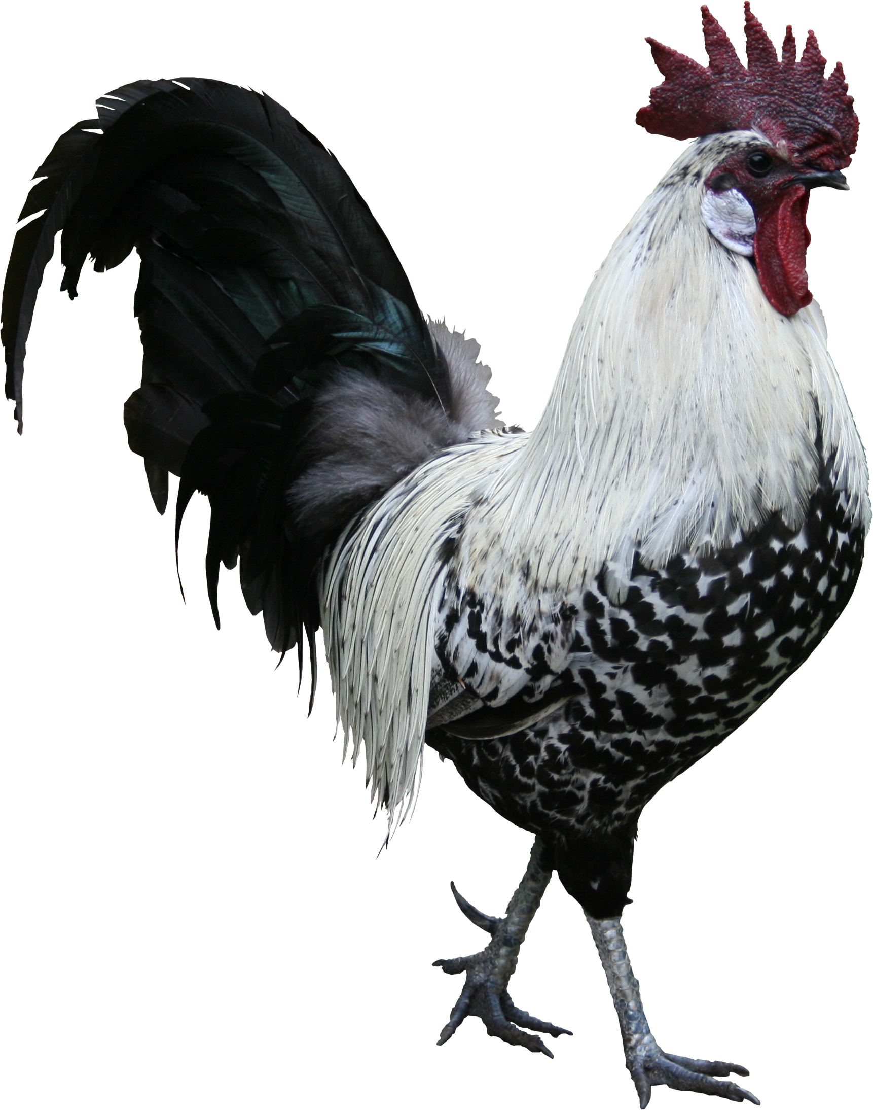 Ayam PNG Gambar latar belakang Transparan
