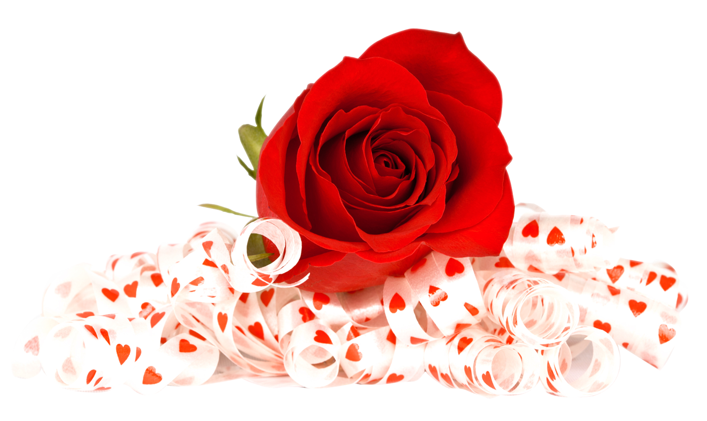 Роза PNG фоновое изображение
