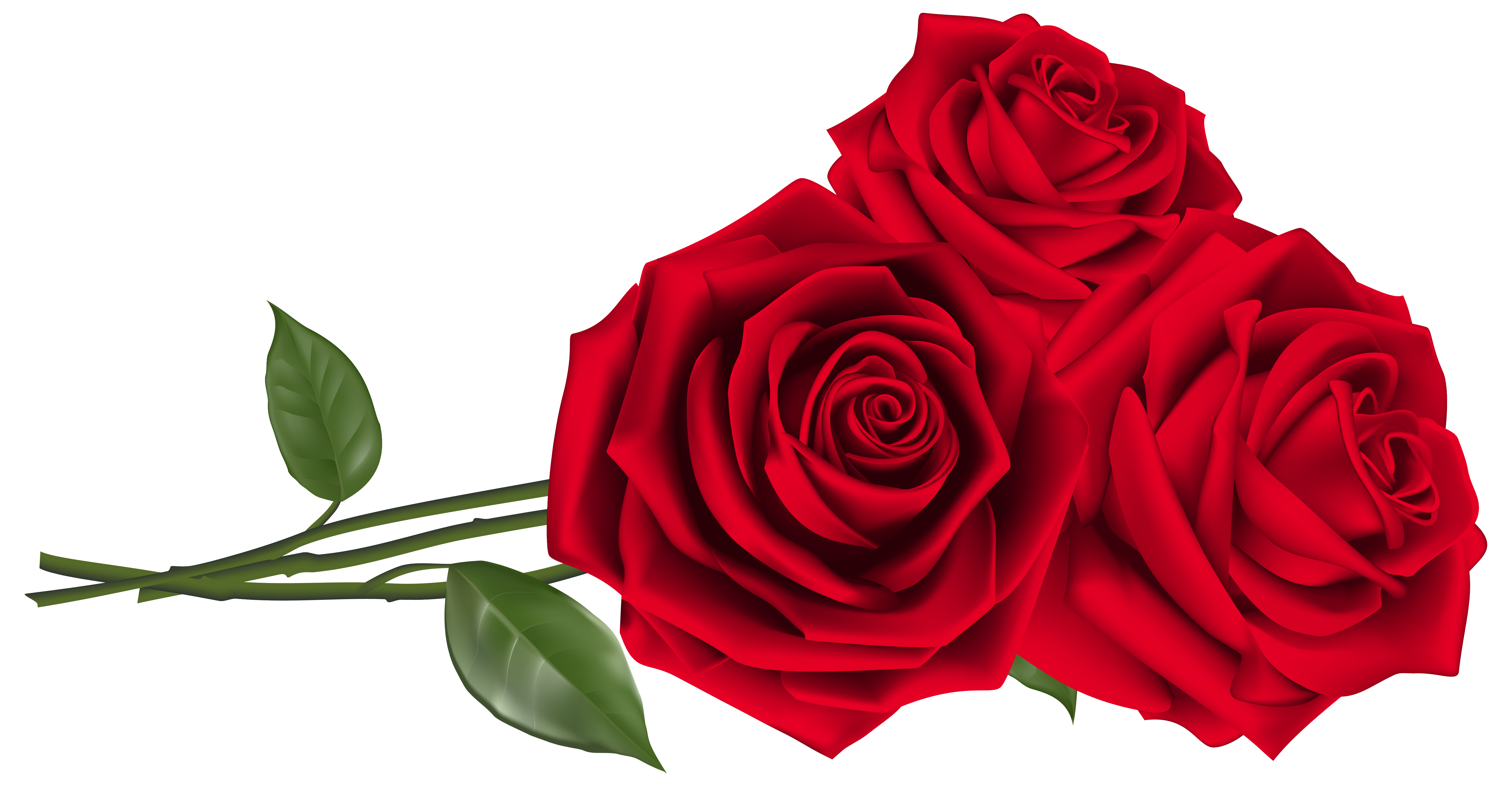 Rose PNG Picture