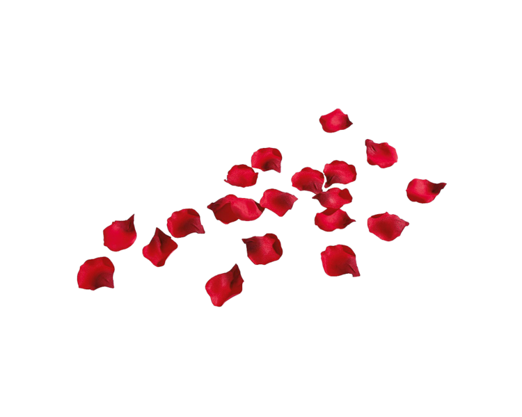 Rose Petals Free PNG Image