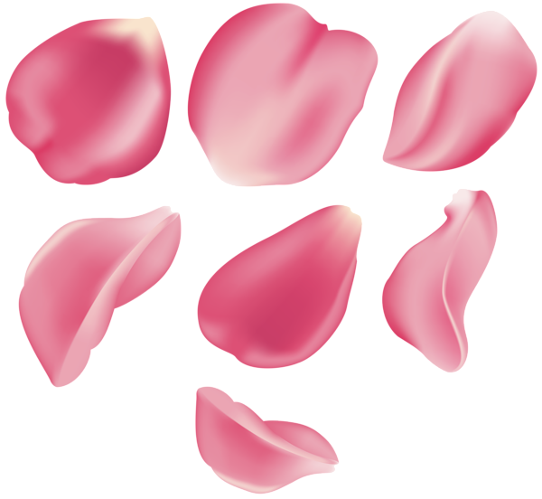 Pétales de rose PNG Image de haute qualité