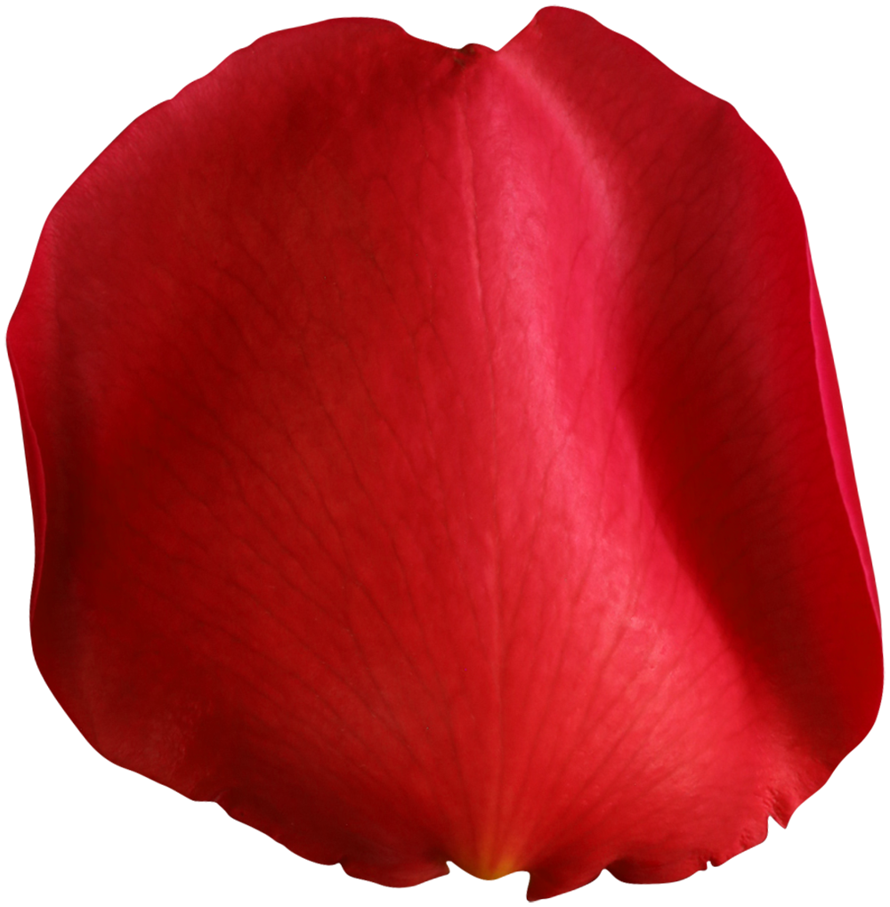 Rose Petals PNG Photo