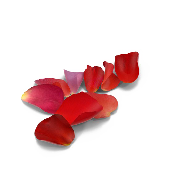 Pétales de rose PNG image