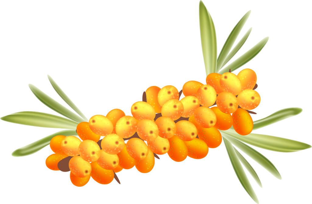 Immagine di sfondo del PNG di olivello spinoso