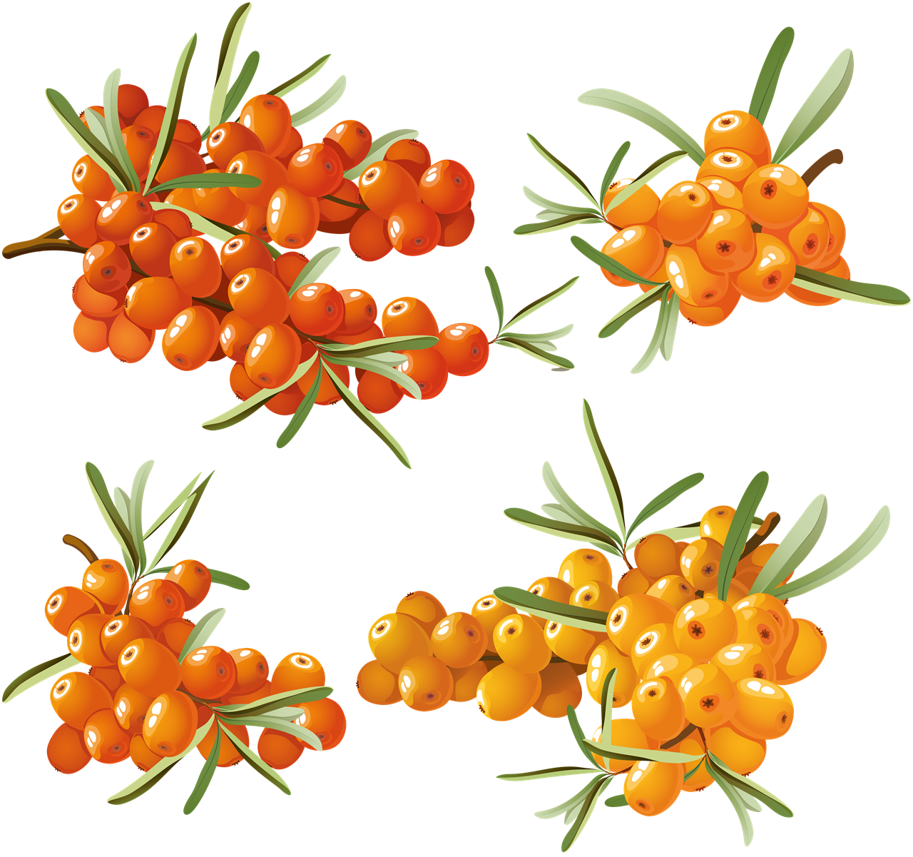 Sea Buckthorn PNG High-Quality Image