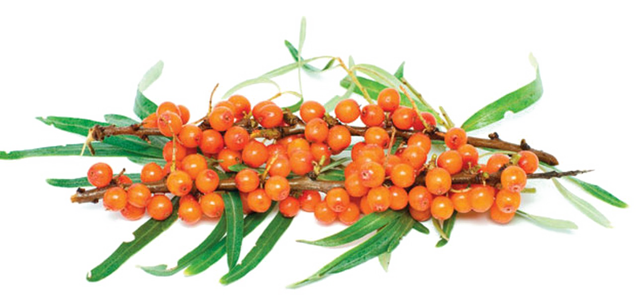 Sea buutthorn PNG Beeld achtergrond