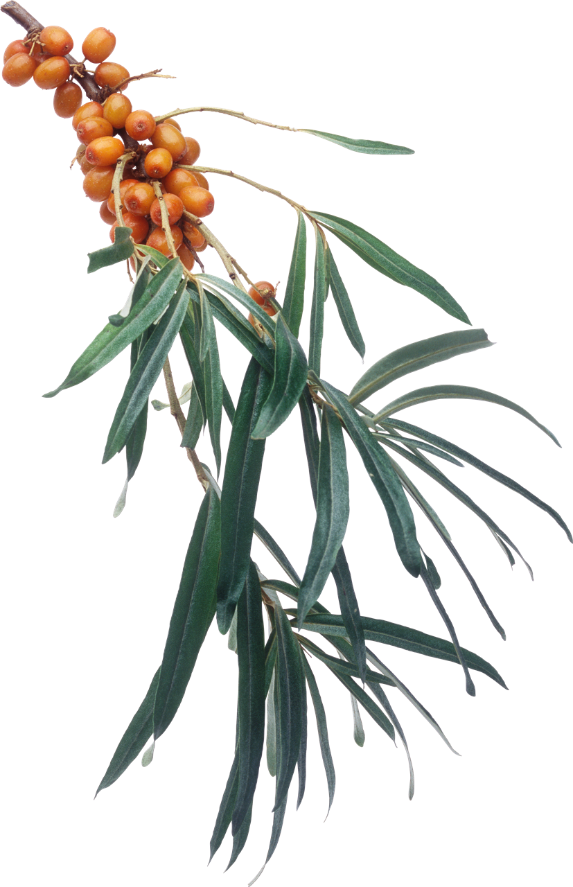 Sea buutthorn PNG Foto