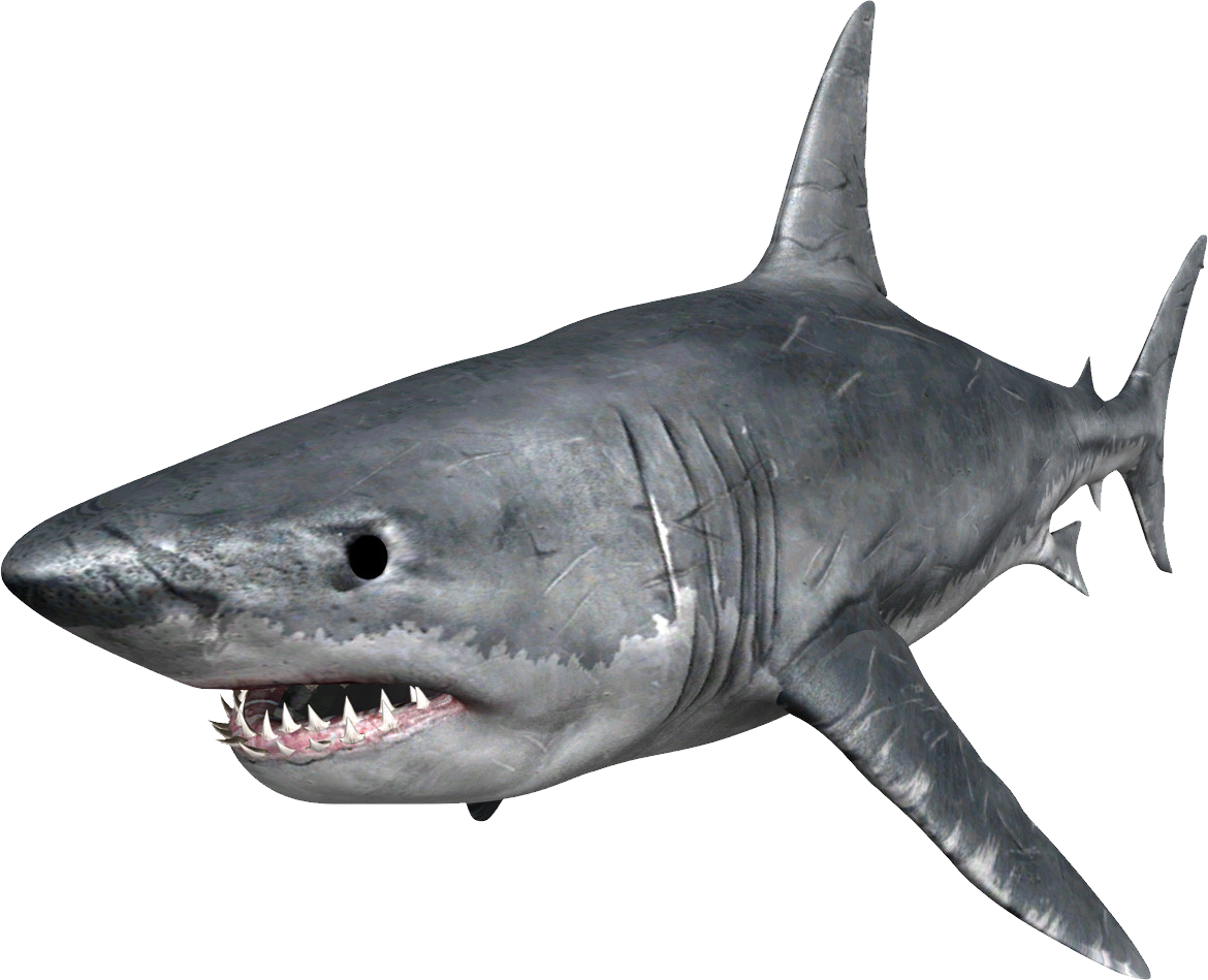 Shark PNG Background Image