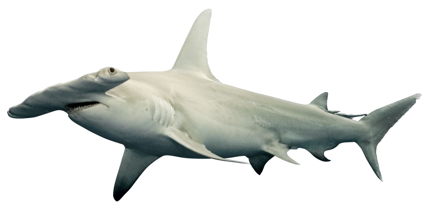 Shark PNG Free Download