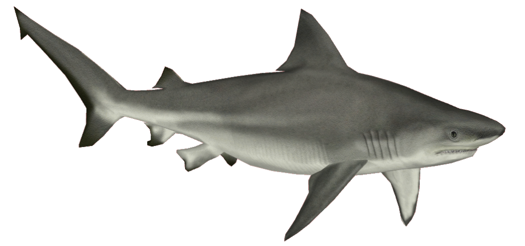Shark PNG-Afbeelding Background