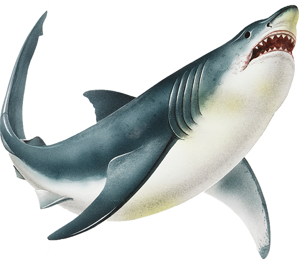 Shark PNG Image Transparent Background