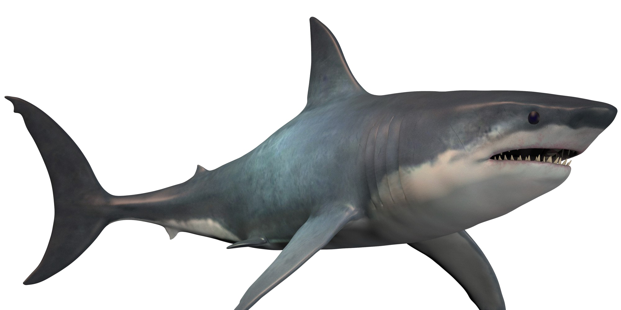 Shark PNG Pic
