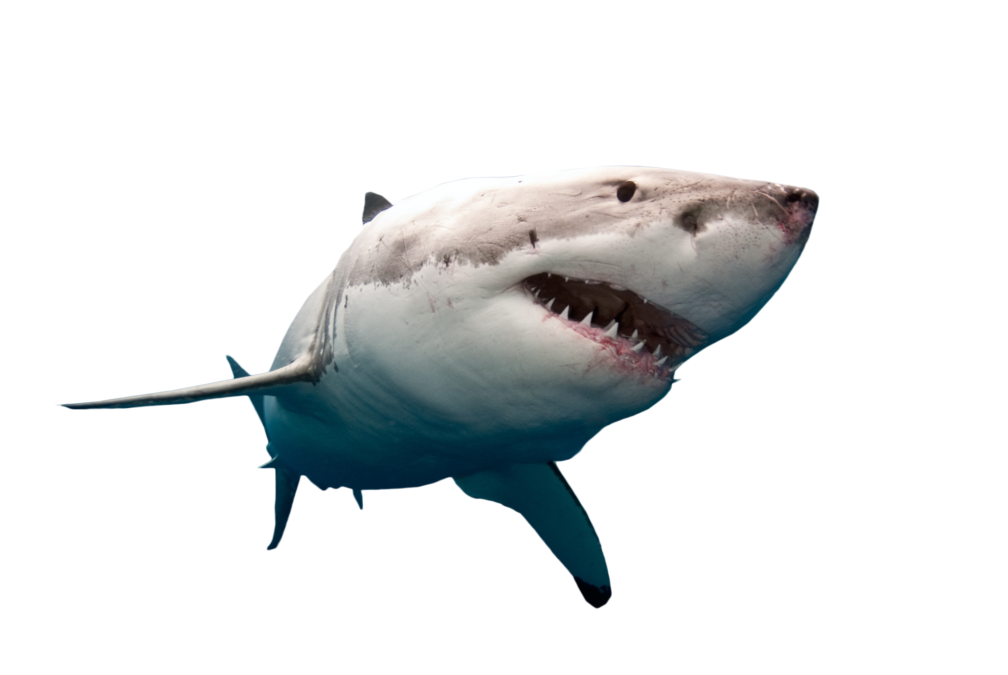 Shark PNG Picture