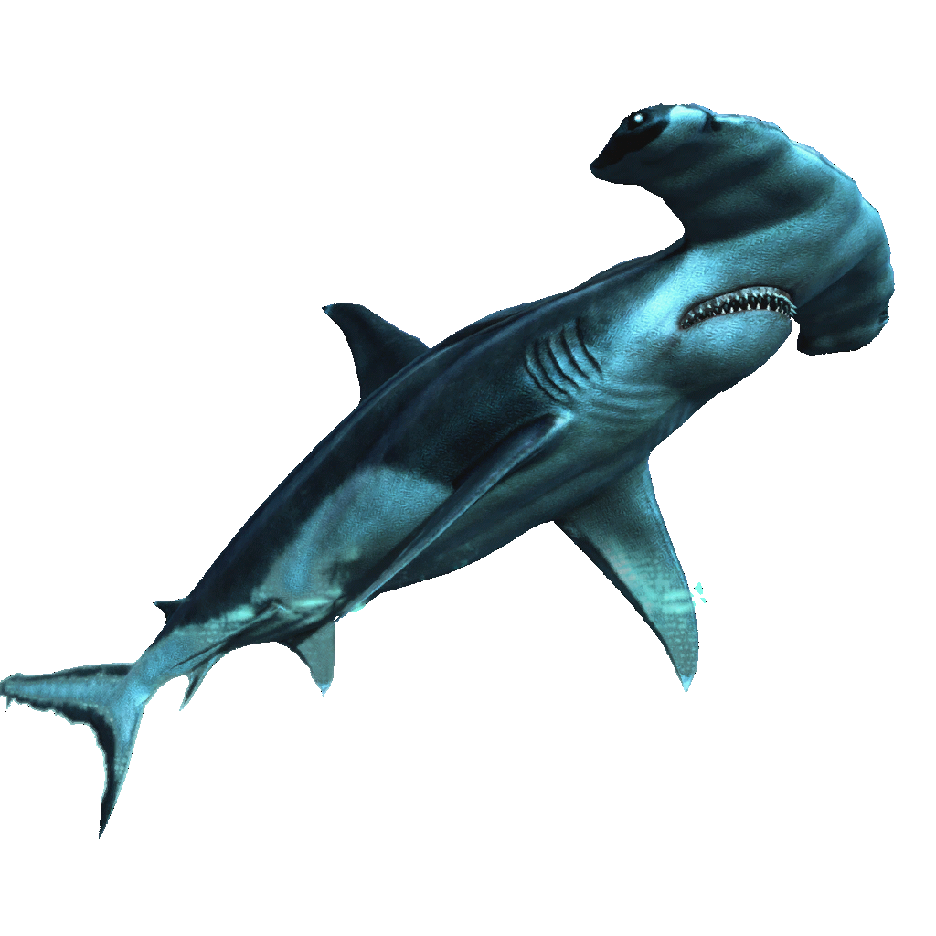 Shark PNG Transparent Image
