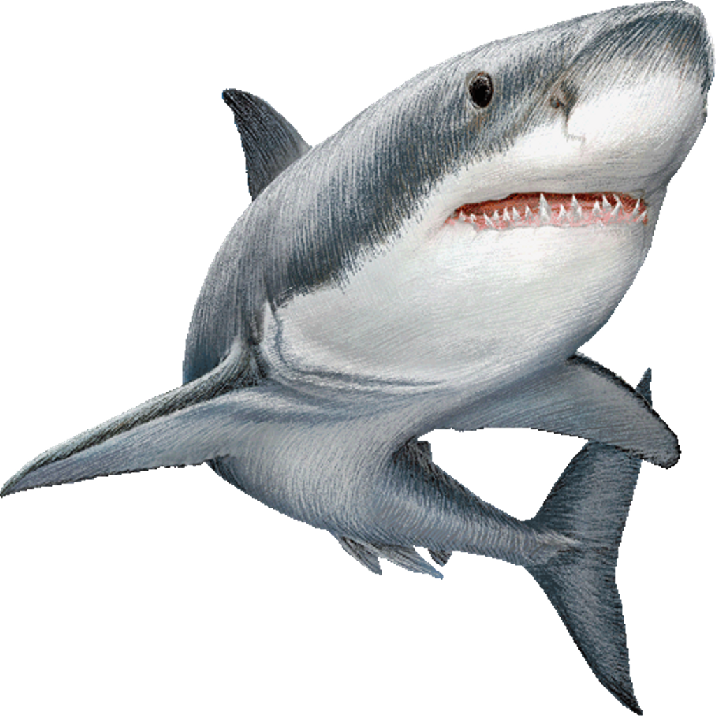 Shark Transparent Background PNG