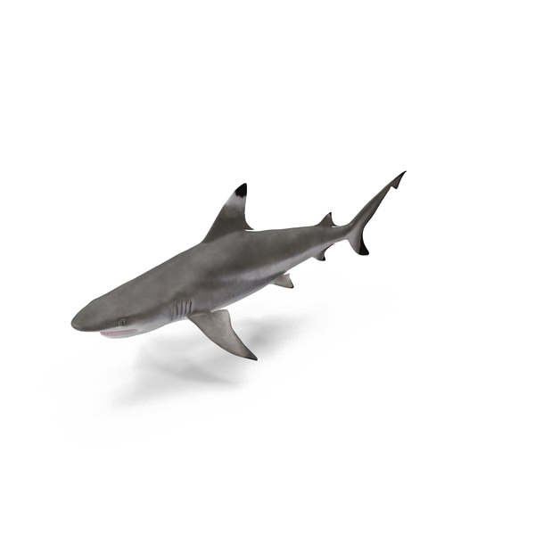 Shark Transparent Image