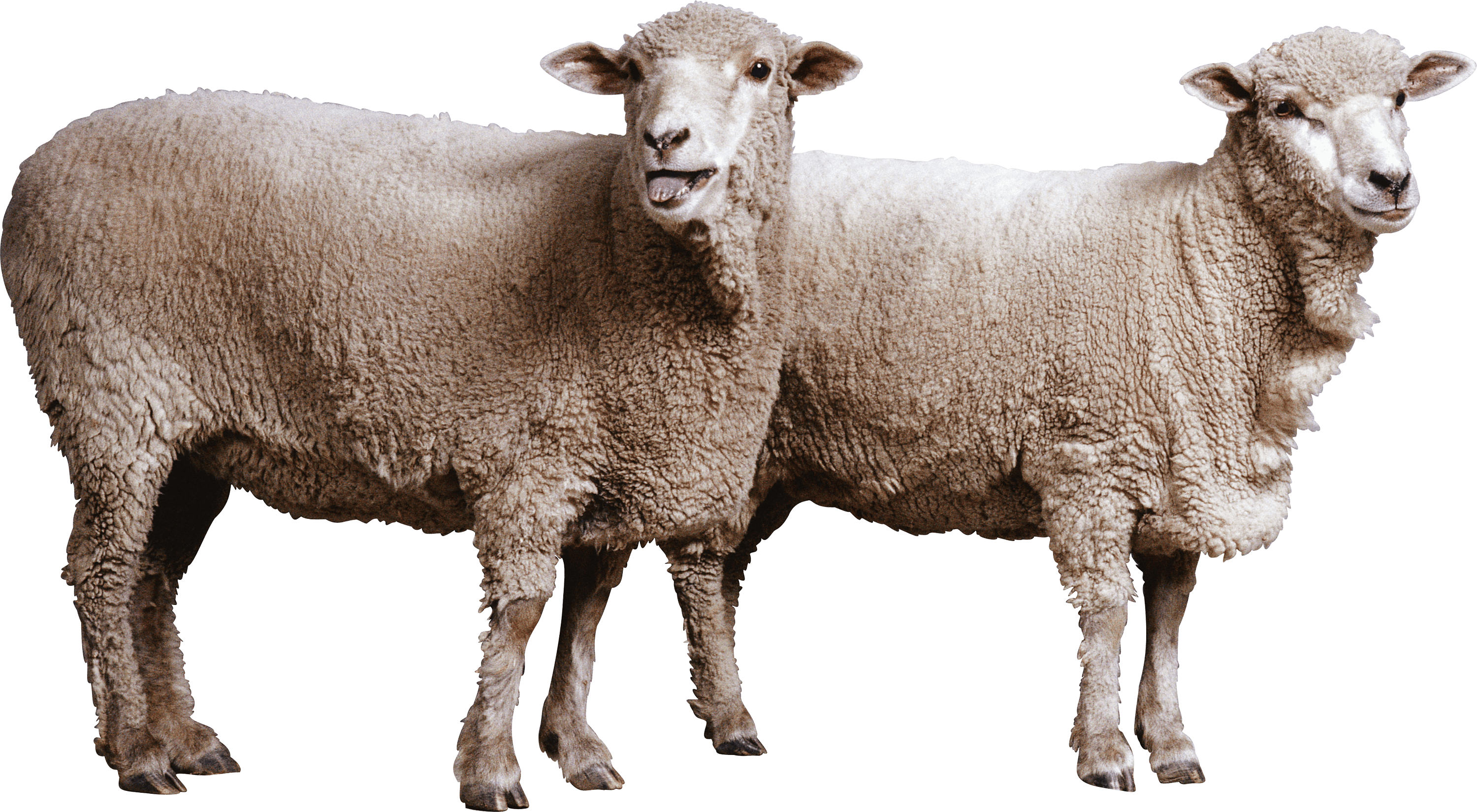 Sheep PNG Background Image