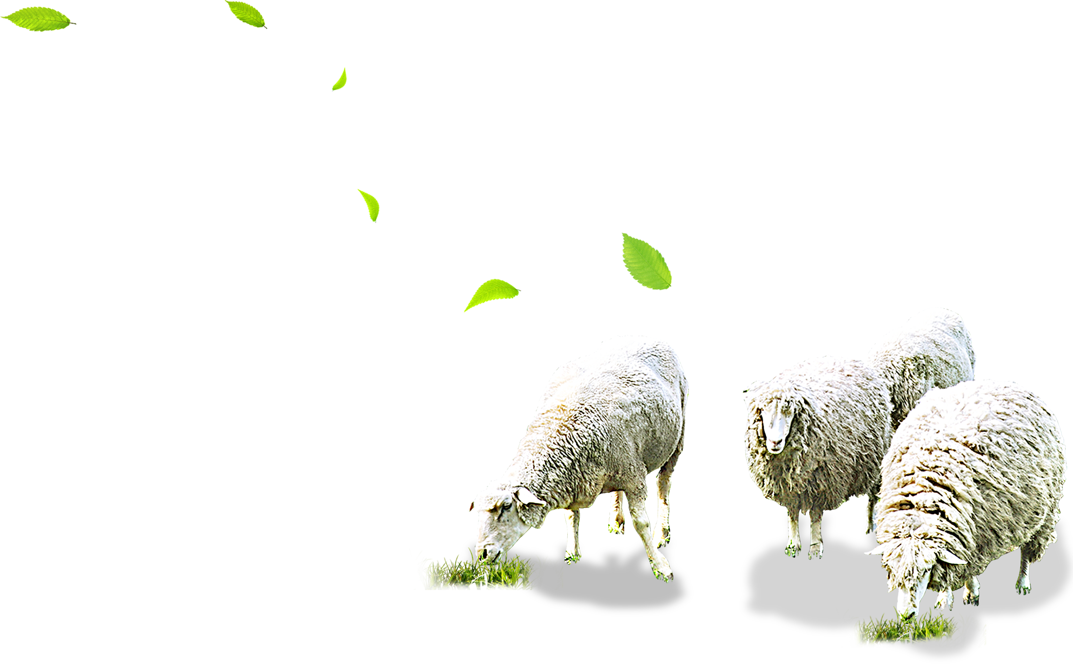 Sheep PNG Télécharger Gratuit