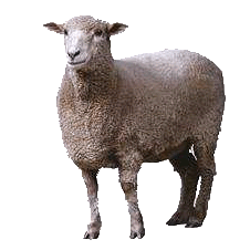 Image PNG de mouton Transparent