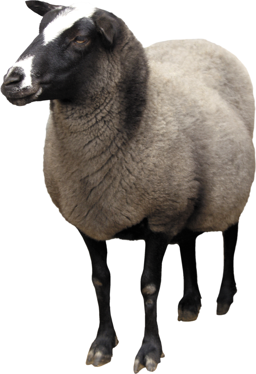 Photo PNG de mouton