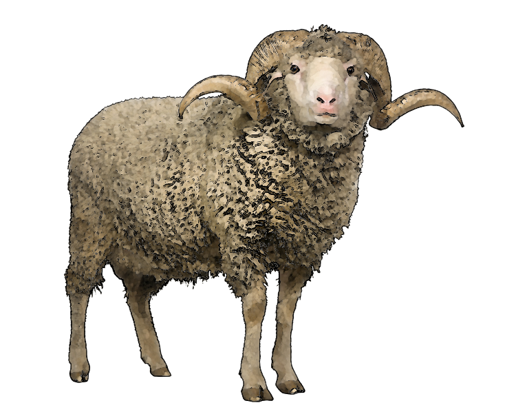 Image Transparente de mouton