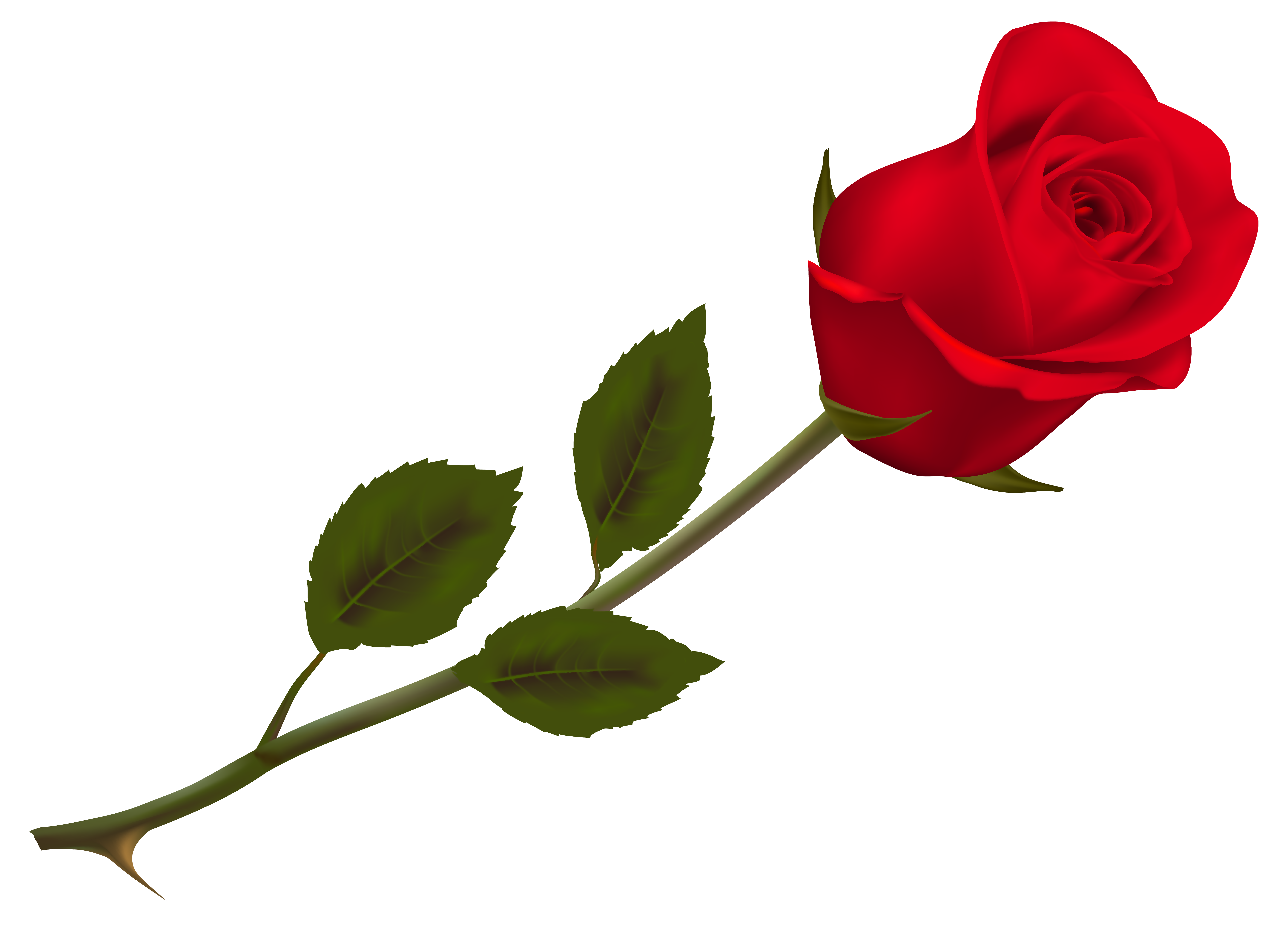 Single Rose Gratis PNG-Afbeelding