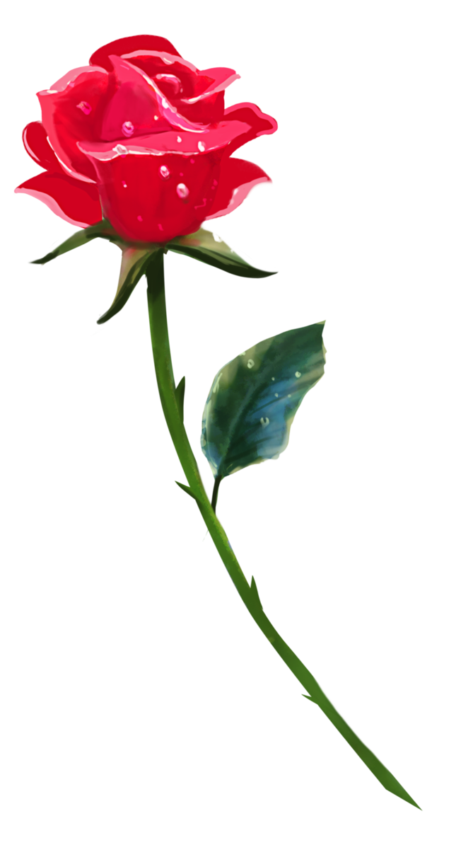 Single Rose PNG Background Image