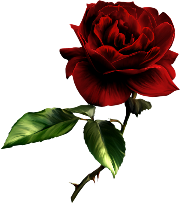 Single rose PNG hoogwaardige Afbeelding