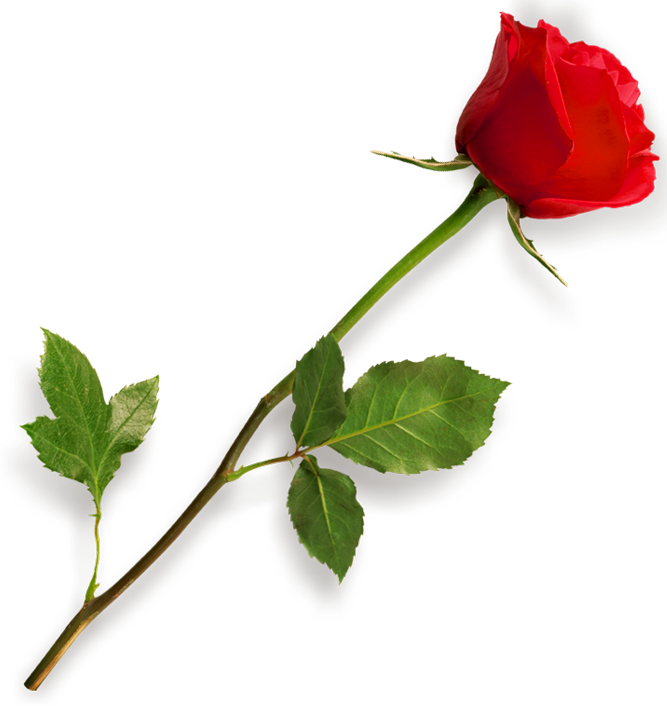 Single Rose PNG-Afbeelding