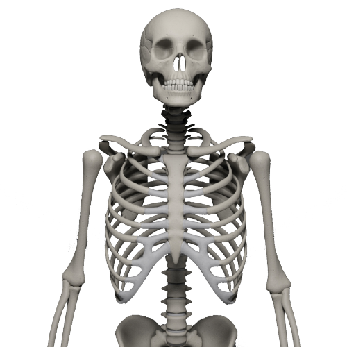 Esqueleto Descargar imagen PNG