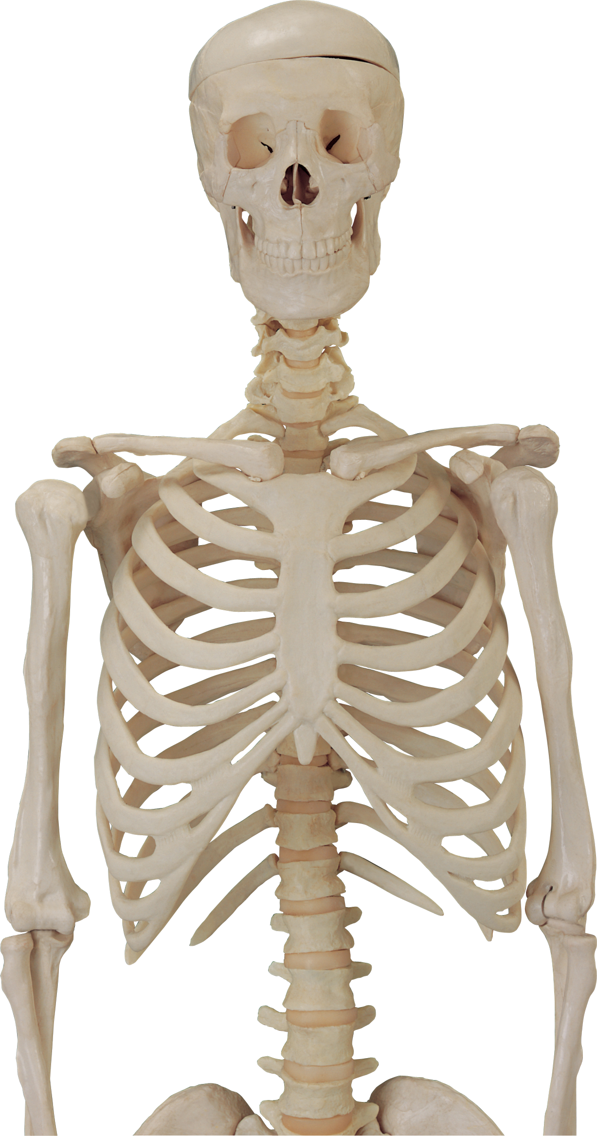 Skeleton Download Transparent PNG Image