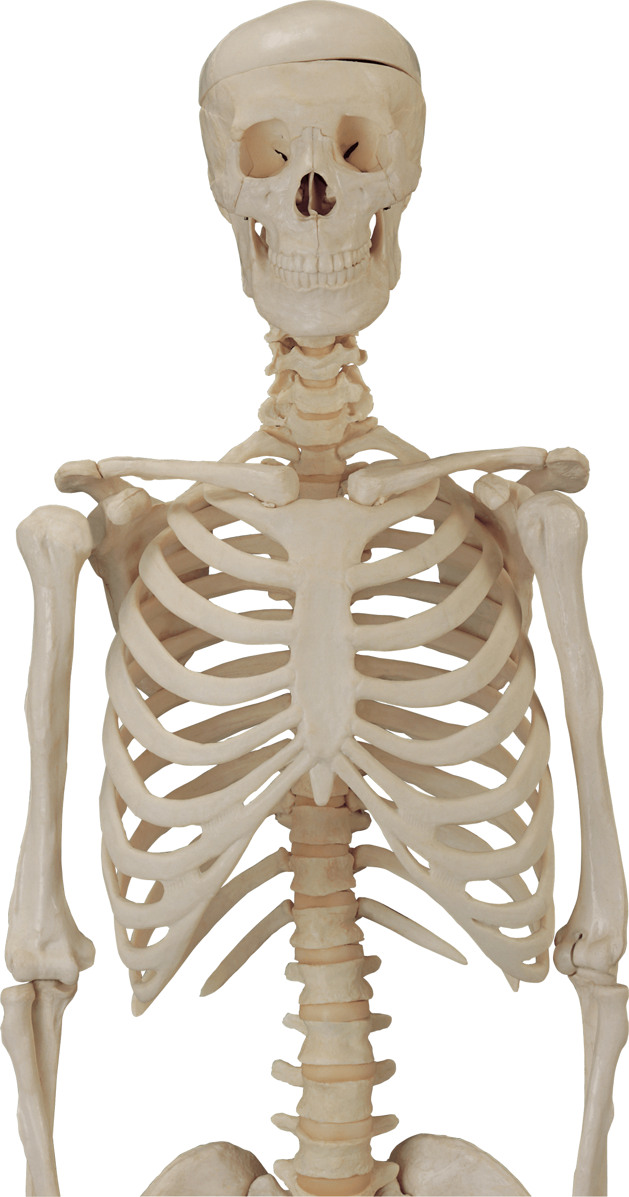 Skeleton Free PNG Image