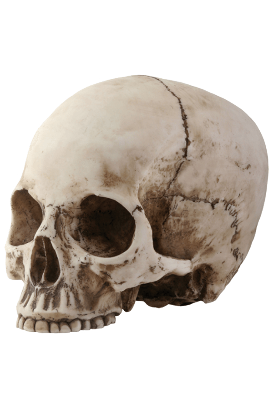Skeleton Head PNG Gambar berkualitas tinggi