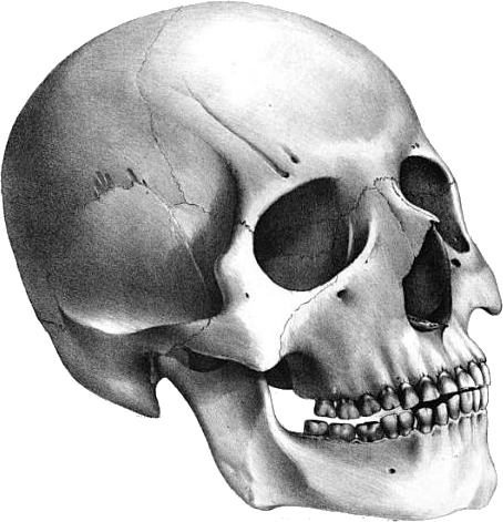 Fondo de imagen PNG de cabeza de esqueleto