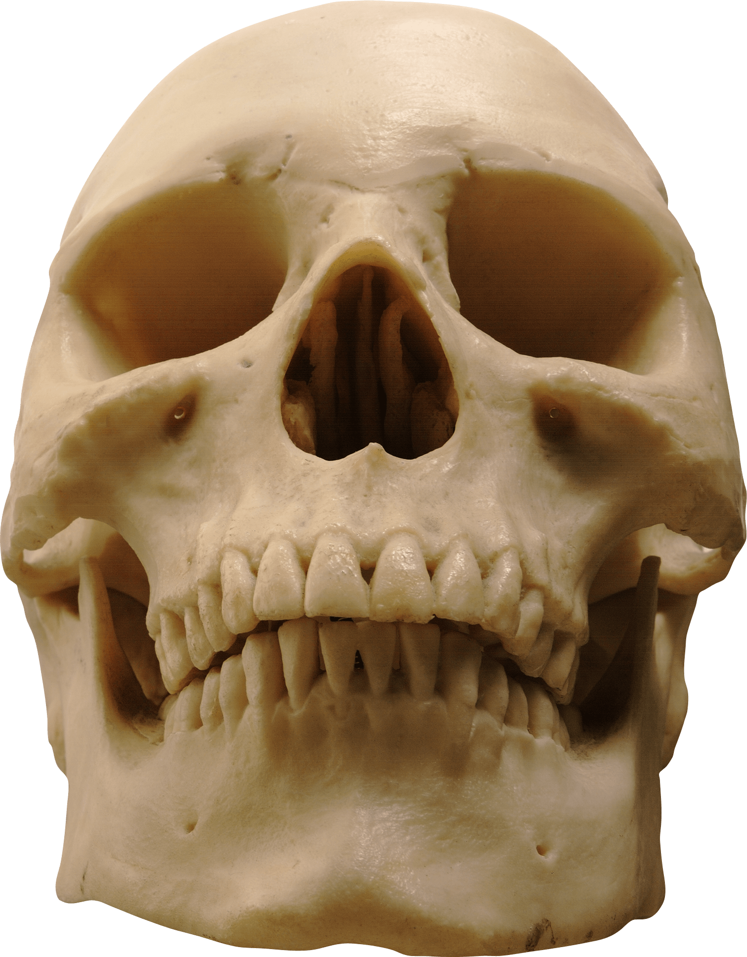 Skeleton Head PNG-Bild