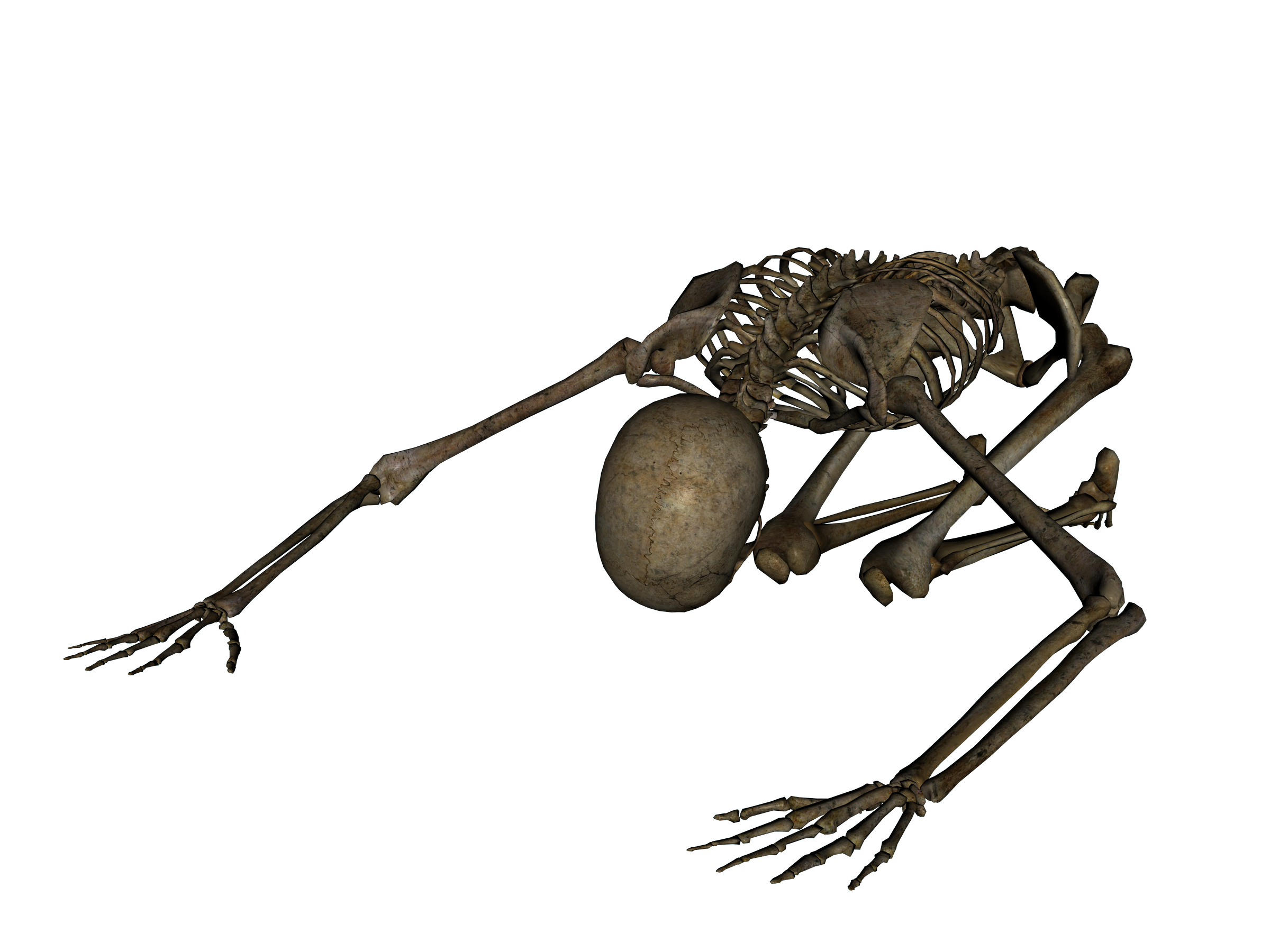 Skeleton PNG Download Image
