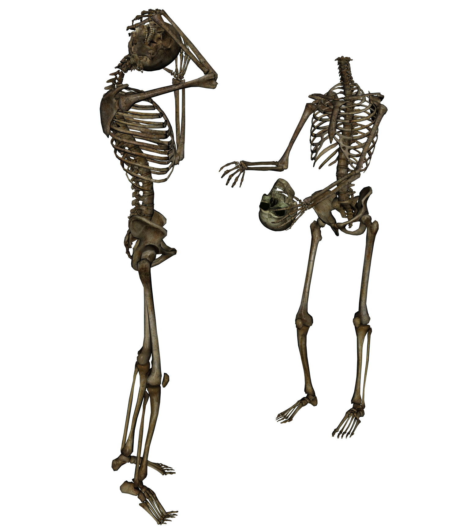 الهيكل العظمي PNG تحميل مجاني