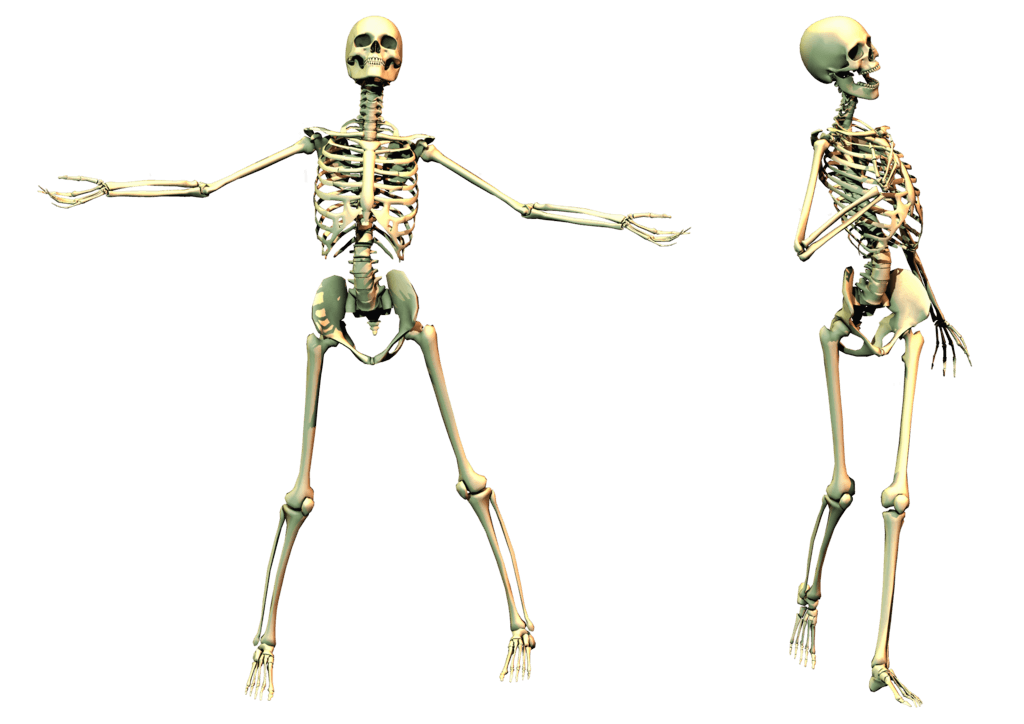 Skeleton PNG Transparent Image