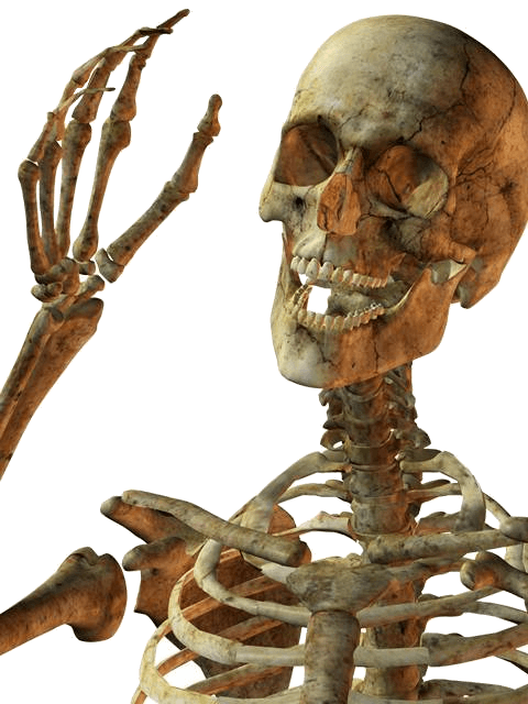 Skeleton Transparent Image