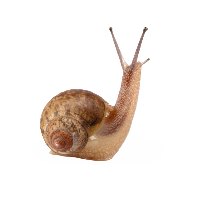صورة Snail PNG مجانية
